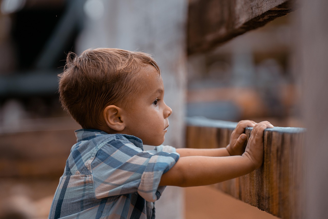 boy, excited, looking, fence, rodeo, child, boy, boy, boy, looking, looking, rodeo, rodeo, child, child, child, child, child